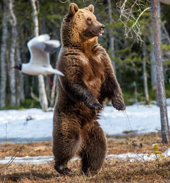 Bruine beer staande op achterpoten — Stockfoto