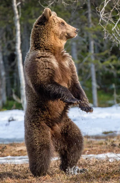 Urso marrom em pé sobre as pernas traseiras — Fotografia de Stock