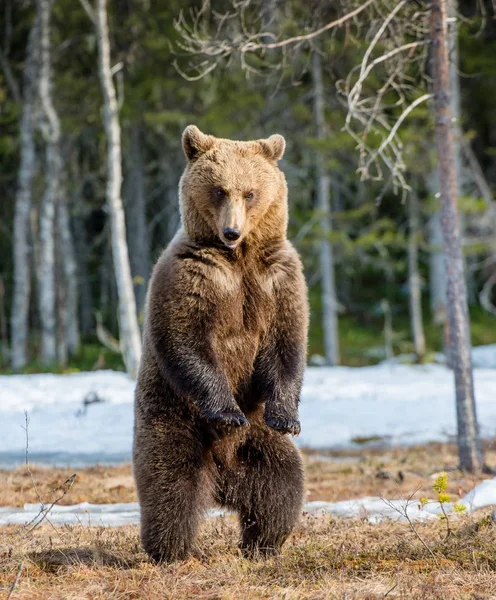 Brun Björn stående på bakbenen — Stockfoto