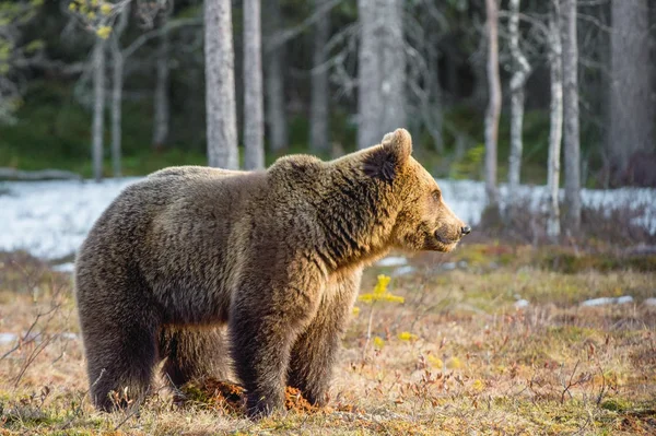 Wild Juvenile Brown Bear — Stock Photo, Image