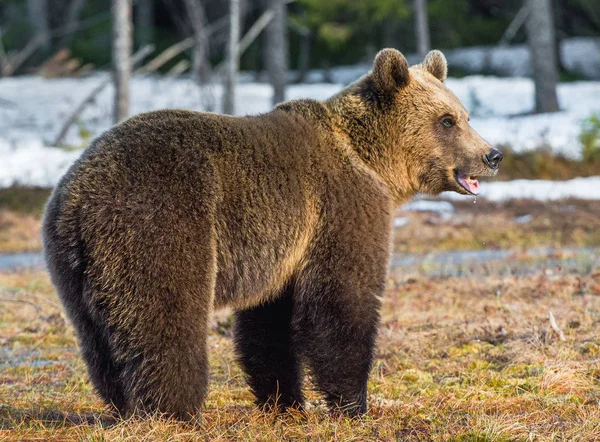 Wilde jonge bruine beer — Stockfoto