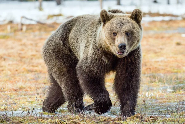 Дикий бурый медведь — стоковое фото