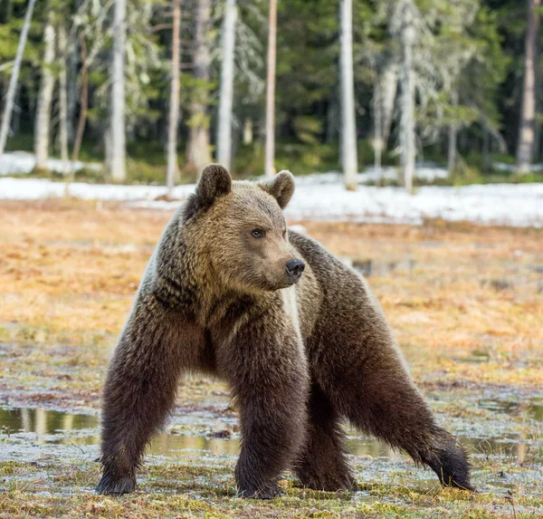 Wilde jonge bruine beer — Stockfoto