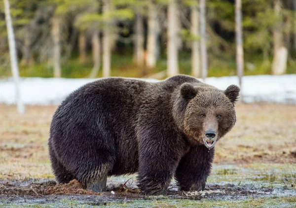 Άγρια ενηλίκων καφέ αρκούδα — Φωτογραφία Αρχείου
