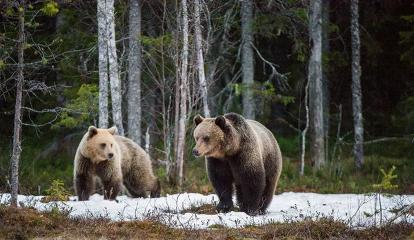 Wild Juvenile Brown Bears — Stockfoto