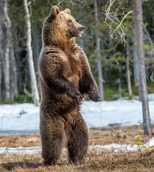 Oso marrón de pie en las patas traseras — Foto de Stock