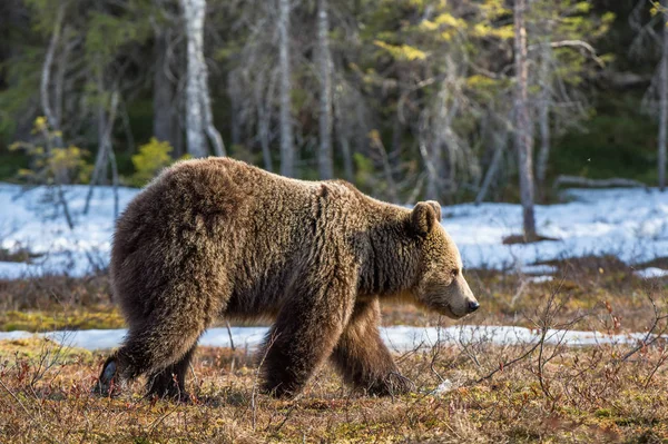 Urso castanho adulto selvagem — Fotografia de Stock