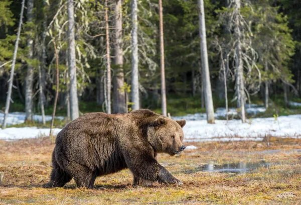 Dziki niedźwiedź brunatny dla dorosłych — Zdjęcie stockowe