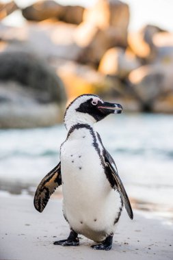 Kum plajındaki Afrika penguen