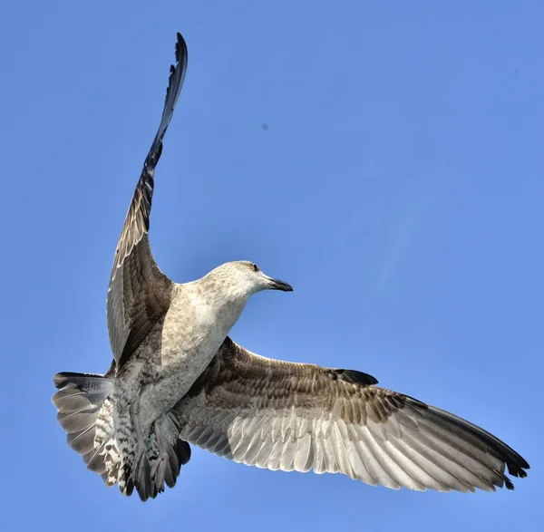 Gaviota alga voladora —  Fotos de Stock