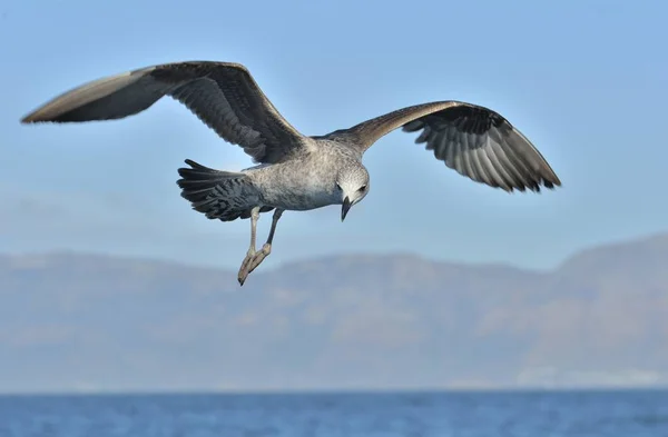 Terbang burung camar rumput laut — Stok Foto