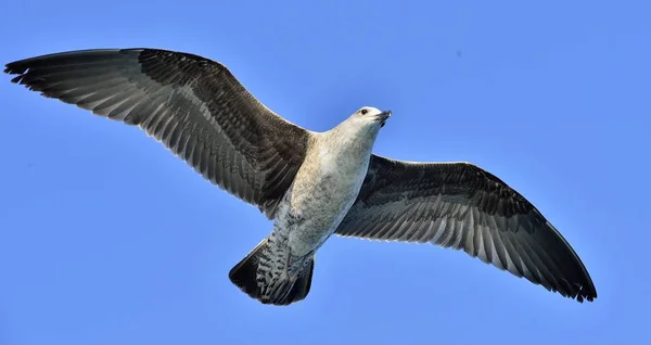 Gaivota de algas voadoras — Fotografia de Stock