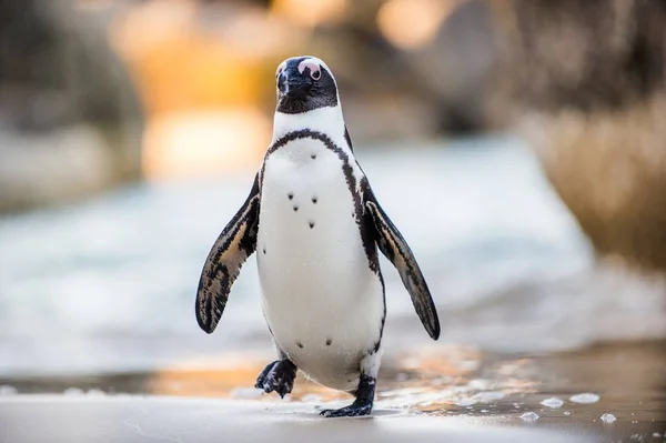 Pingouin africain sur la plage de sable fin — Photo