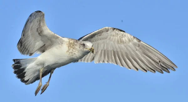 飞行的海带鸥 — 图库照片