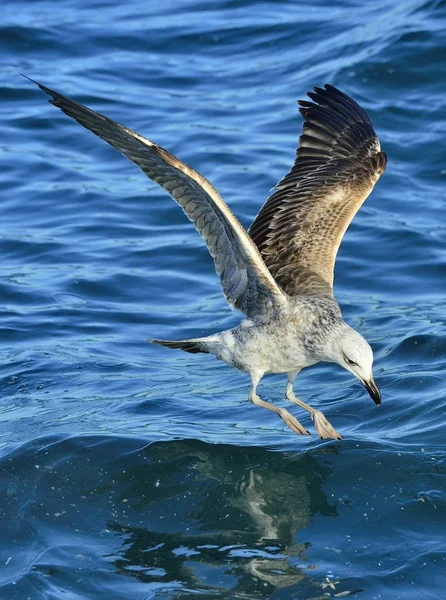 Vliegende Kelpmeeuw — Stockfoto