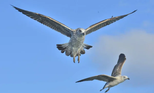 Flygande Kelp måsar — Stockfoto