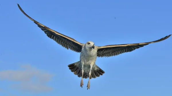 Flying Kelp gull — Stock Photo, Image