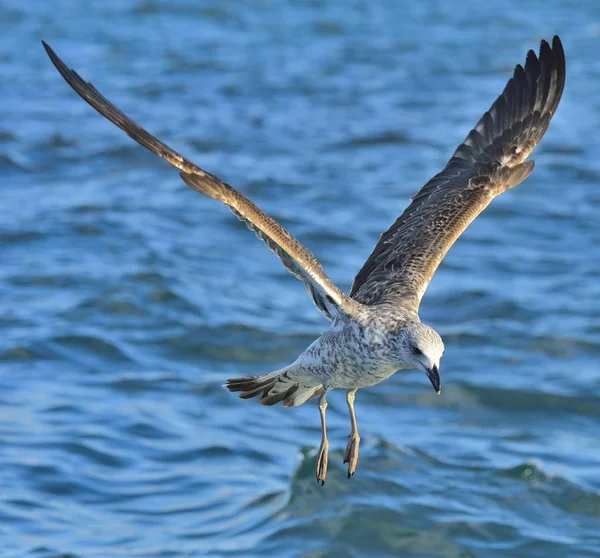 Flygande juvenil Kelp mås — Stockfoto