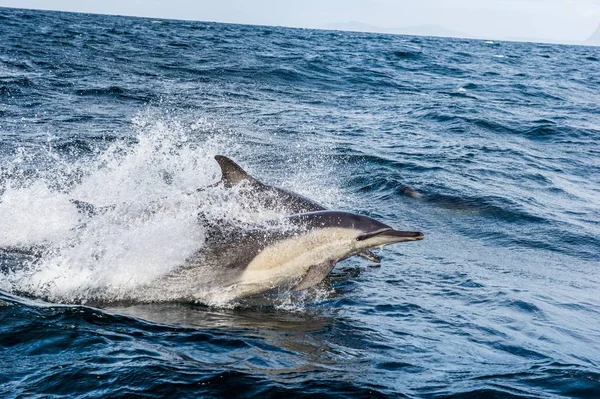 Dolphin swimming in ocean and hunting