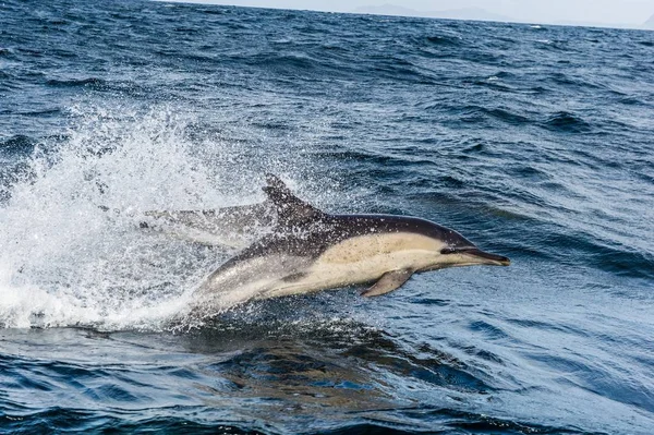 Dolphin swimming in ocean and hunting