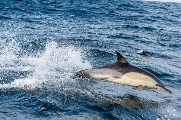 Pływanie z delfinami w ocean i polowania — Zdjęcie stockowe