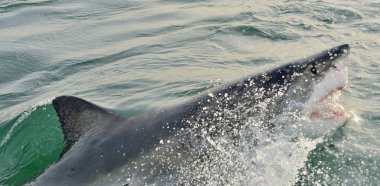 Büyük beyaz köpekbalığı