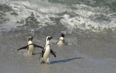 Afrika penguenler okyanustan yürümek