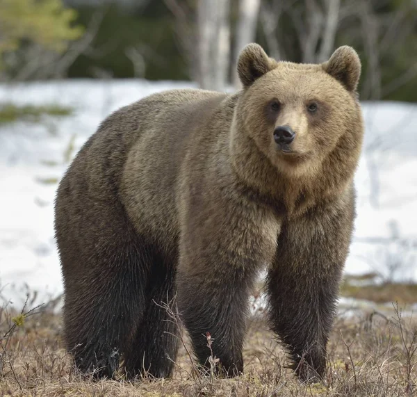 봄 숲에 갈색 곰. — 스톡 사진