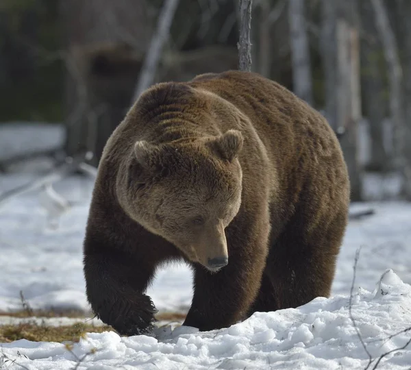 Brunbjörn i vår skog. — Stockfoto