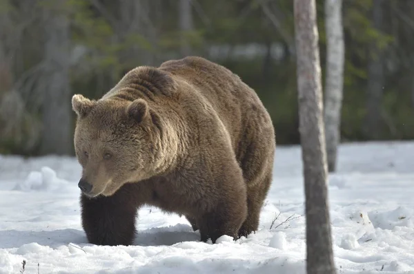 Бурий ведмідь у лісі весни. — стокове фото