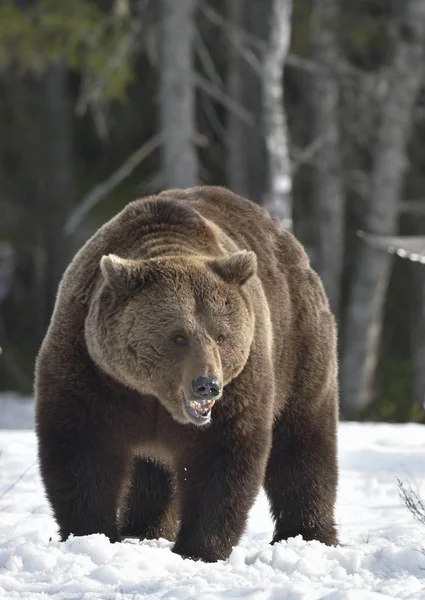 Brunbjörn i vår skog. — Stockfoto