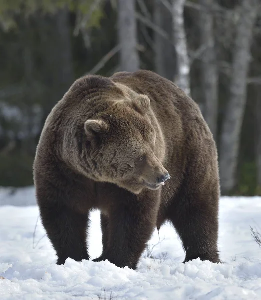 Bruine beer in voorjaar bos. — Stockfoto