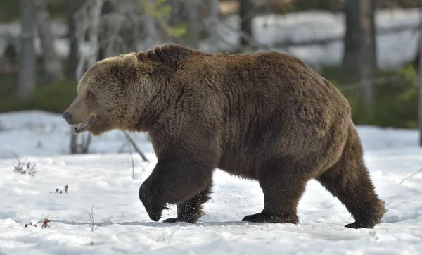 Boz ayı bahar ormandaki. — Stok fotoğraf