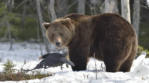 Brunbjörn i vår skog. — Stockfoto