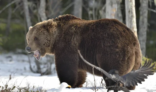 Brunbjörn i vår skog. — Stockfoto