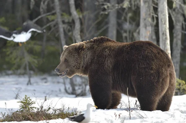 Brunbjörn i vår skog. — Stockfoto