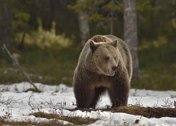 Braunbär im Frühlingswald. — Stockfoto