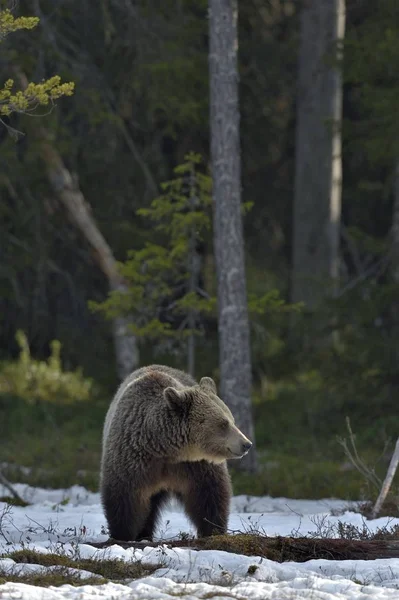 Бурий ведмідь у лісі весни. — стокове фото