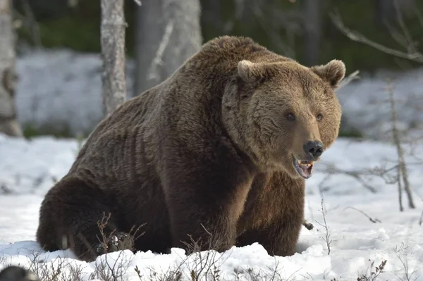 Urso marrom na floresta de primavera . — Fotografia de Stock