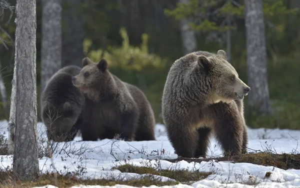 Bruine beren in voorjaar bos. — Stockfoto