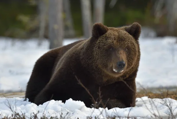 Urso marrom na floresta de primavera . — Fotografia de Stock