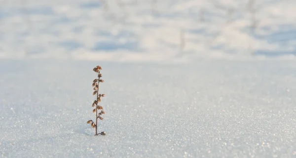 Trockenes Gras auf Schnee im Winter — Stockfoto