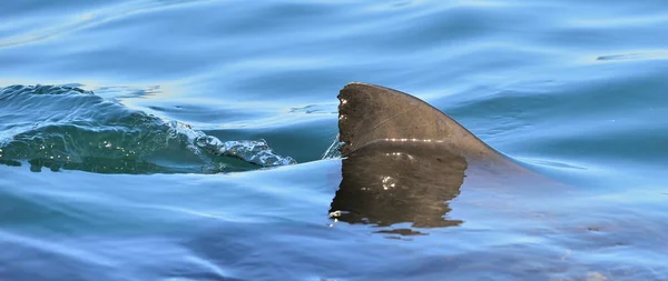 Barbatana de tubarão acima da água — Fotografia de Stock