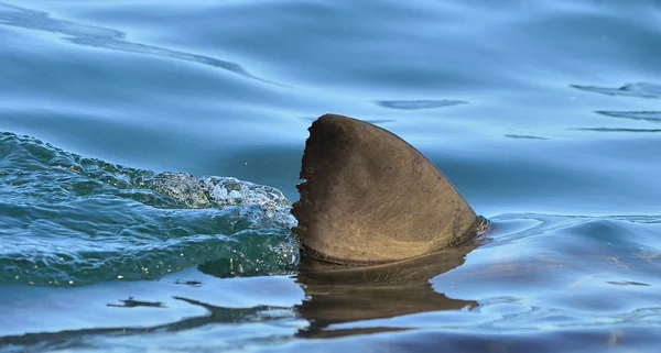 Shark fin above water