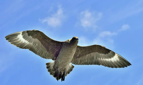 Grande Skua (Catharacta skua  ) — Fotografia de Stock