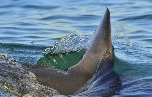 Aleta de tiburón sobre el agua — Foto de Stock