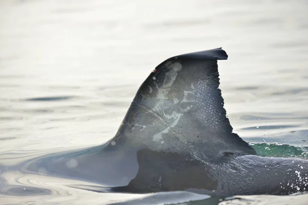 Haai fin boven water — Stockfoto