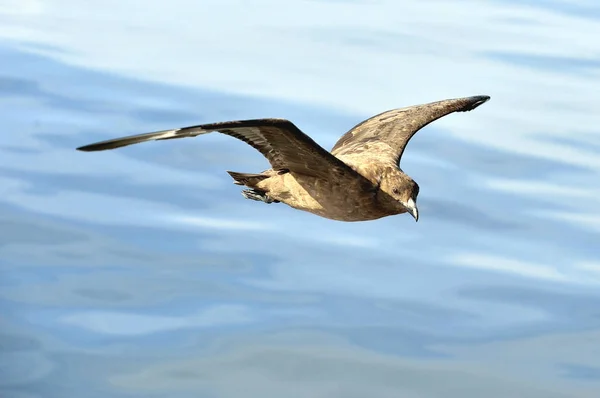 Μεγάλη Skua κατά την πτήση — Φωτογραφία Αρχείου