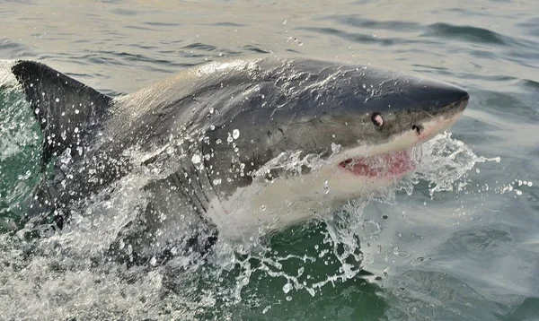 Grand requin blanc — Photo