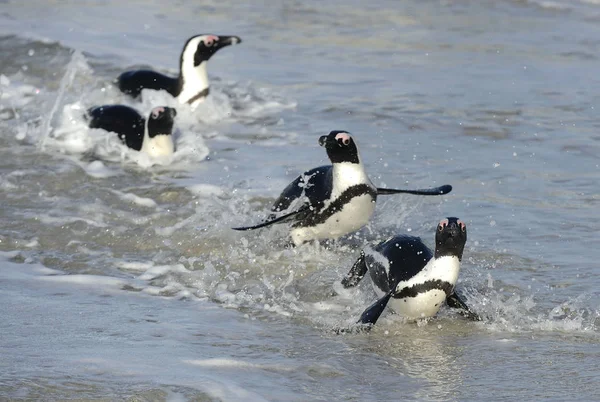 African penguins walk out of the ocean — Stock Photo, Image